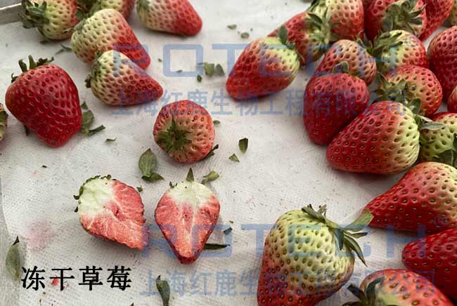 凍干草莓 凍干草莓
